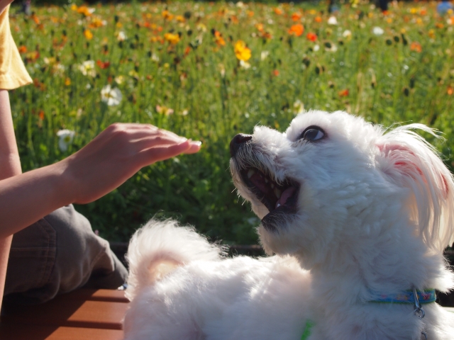 犬の様に吠える男性保育士